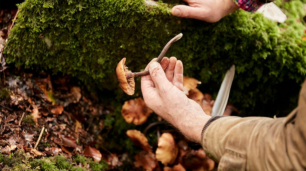Man holding edible fungus in woodland